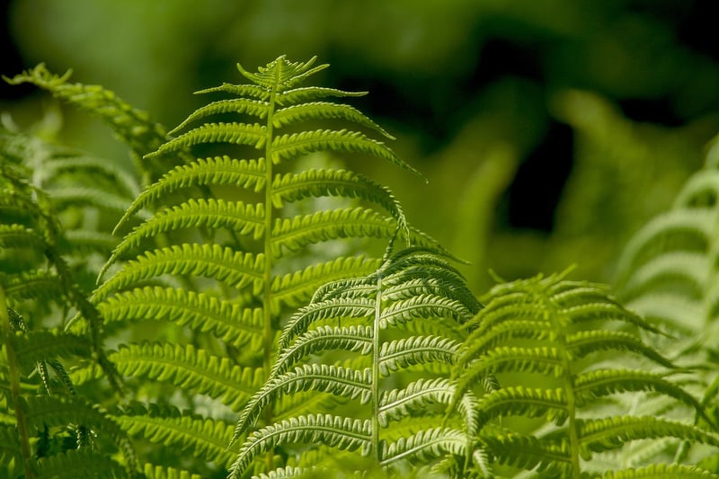 Fern