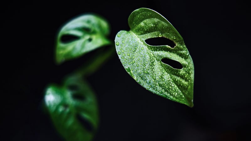 Monstera