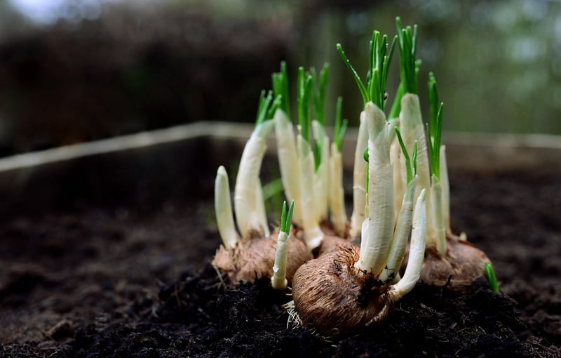 Soil Requirements
